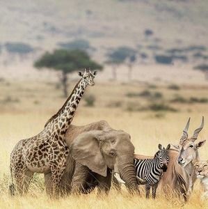 Meet your Posher, Vale